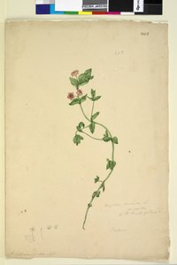 Seite 203. Anagallis arvenis
