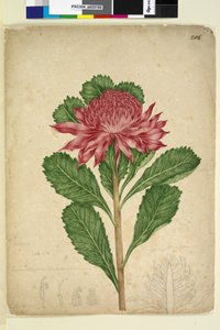 Seite 206. Telopea speciosissima