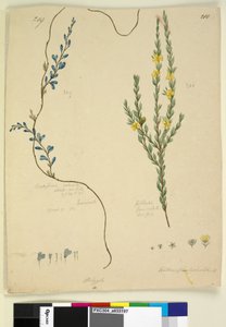 Seite 209. Comesperma volubile; 210. Hibbertia fasciculata