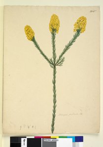 Seite 215. Dillwynia floribunda von John William Lewin