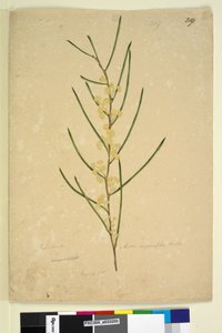 Seite 219. Acacia angustifolia von John William Lewin