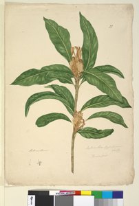 Seite 22. Xylomelum pyriforme