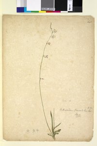 Seite 246. Arthropodium paniculatum