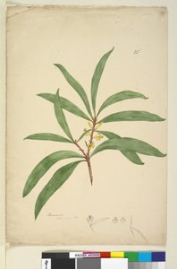 Seite 25. Persoonia salicina von John William Lewin