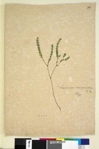 Seite 260. Leucopogon margarodes