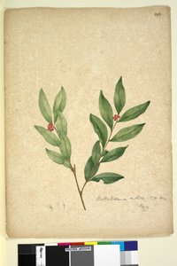 Seite 263. Wikstroemia indica von John William Lewin