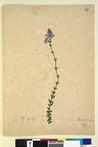 Seite 267. Euphrasia brownii