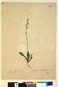 Seite 271. Goodenia bellidifolia