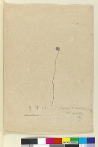 Seite 2. Utricularia dichotoma, ca. 1803-06