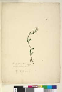 Seite 38. Samolus repens