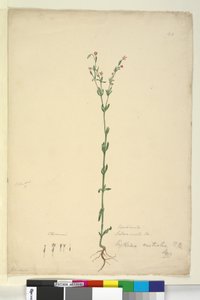 Seite 40. Erythraea australis