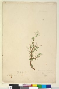 Seite 42. Bursaria spinosa