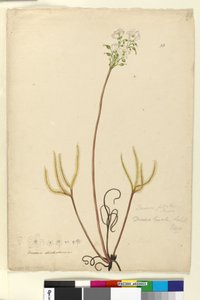Seite 53. Drosera binata