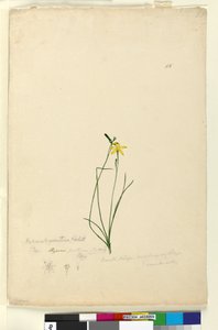 Seite 55. Hypoxis hygrometrica