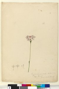 Seite 63. Burchardia umbellata von John William Lewin