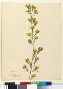 Seite 71. Pultenaea linophylla