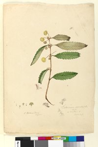 Seite 81. Callicoma serratifolia von John William Lewin