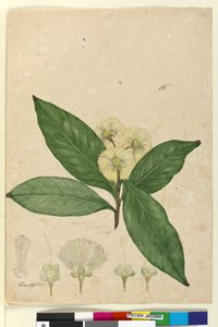 Seite 85. Angophora intermedia von John William Lewin