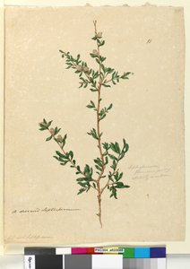 Seite 88. Leptospermum flavescens von John William Lewin