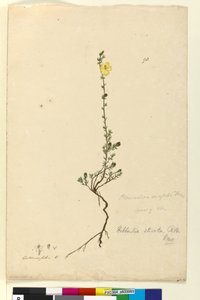 Seite 93. Hibbertia stricta