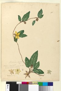 Seite 95. Hibbertia dentata von John William Lewin