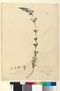 Seite 97. Euphrasia paludosa