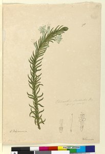 Seite 98. Chloanthes stoechadis von John William Lewin