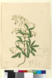 Seite 99. Bignonia australis von John William Lewin