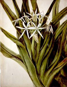 Die Murray-Lilie, cirinum pedunculatum