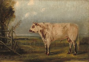 Ein junger Stier, ca. 1849 von John Woodhouse Audubon