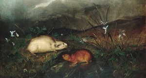 Hudson-Bay-Lemming, 1846
