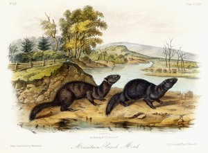 Bachmink, ca. 1849-1854