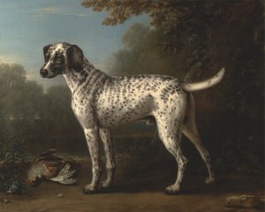 Ein grauer gefleckter Hund