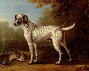 Grauer gefleckter Hund