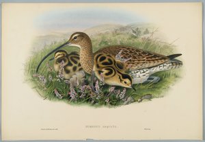 Großer Brachvogel, graviert von H. C. Richter von John after Gould