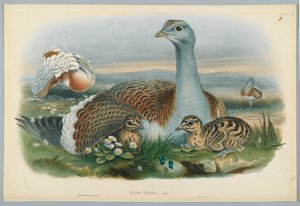 Otis Torda - Großtrappe, gezeichnet von J. Wolf, graviert von H. C. Richter von John after Gould