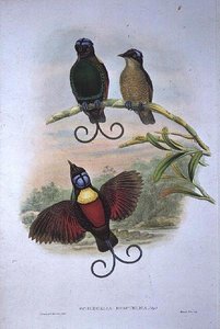 Wilsons Diphyllodes Respuhlica - Paradiesvogel