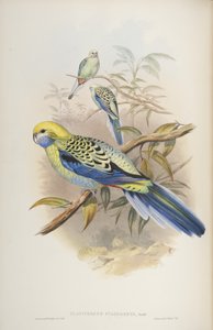 Platycerus cyanogenus, aus Die Vögel Australiens von John Gould, 1840 von John and Richter Gould