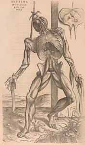 De humani corporis fabrica Über den Bau des menschlichen Körpers, 1555