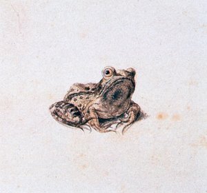 Grüner Frosch, 16. Jahrhundert von Joris Hoefnagel