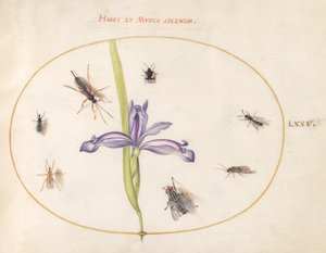Insekten, ca. 1575-80