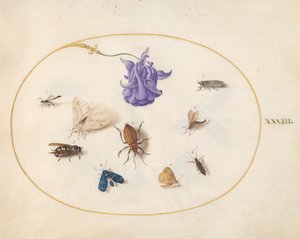 Insekten, ca. 1575-80