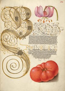 Türkenbundlilie und Tomate