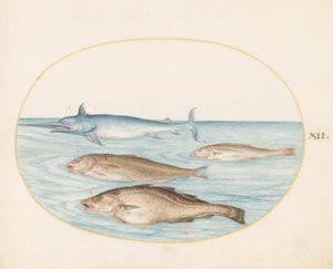 Tafel 12: Ein Schwertfisch und drei andere Fische von Joris Hoefnagel
