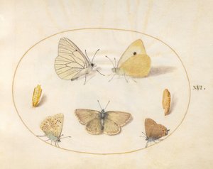 Tafel 16: Baum-Weißling, Postillon, Pflaumen-Zipfelfalter (?), Schwarzbrauner Bläuling (?) und Hauhechel-Bläuling mit zwei Puppen von Joris Hoefnagel
