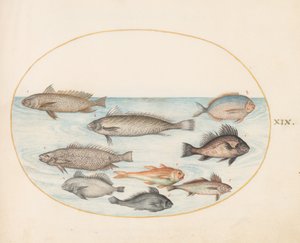 Tafel 19: Ein Riffbarsch und andere Fische, darunter zwei "Coracinis"