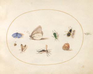Tafel 19: Zwei Schmetterlinge mit fünf anderen Insekten