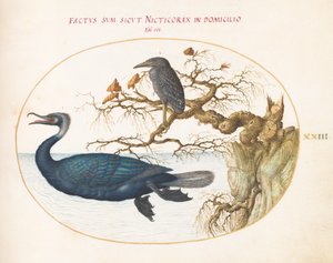 Tafel 23: Ein Brandt-Kormoran mit einem jungen gekrönten Nachtreiher