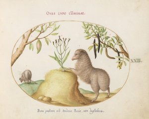 Teller 23: Ein Fettschwanzschaf, ein Schaf mit langem Schwanz, eine "Cassia purgatrix" und andere Pflanzen