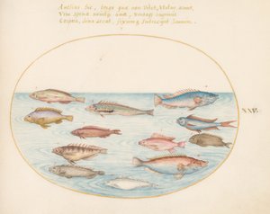 Tafel 25: Mittelmeer-Regenbogenlippfisch, andere Lippfische, ein Schwalbenschwanz-Meerbarsch (?), mehrere "Anthiae" und andere Fische